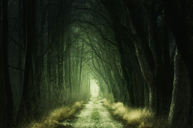 Spooky path into a forest